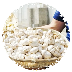 スタミナうなぎのルーツ2:にんにく効果